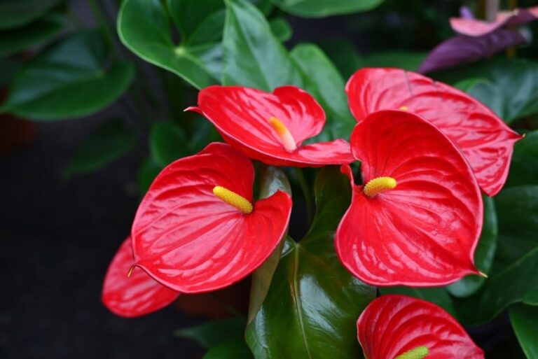 Big Beautiful Blooms on an Anthurium