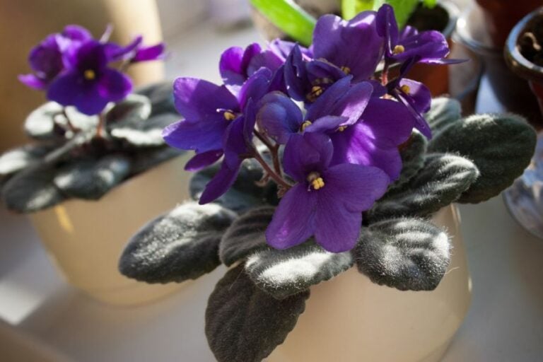 Blooming African Violets in Small Pots