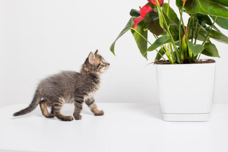 Curious Gray Tabby Cat Inspecting an Anthurium