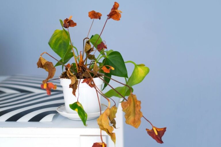 Dying Anthurium With Dried Yellow and Brown Leaves