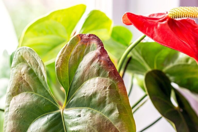Leaves on an Anthurium in Need of Pruning
