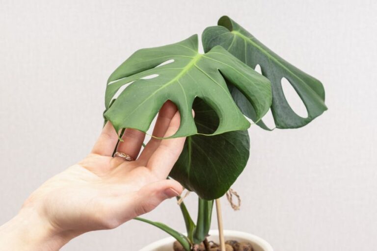 Man Holding Up the Curling Leaf of a Monstera Plant