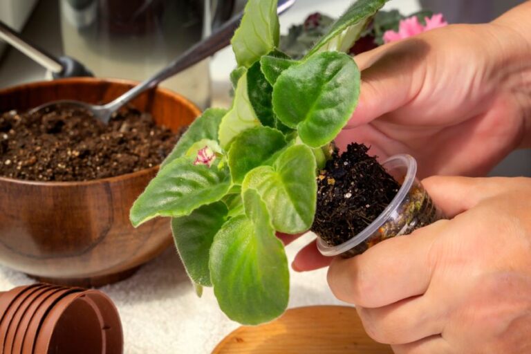 Repotting a Small African Violet in a Bigger Pot