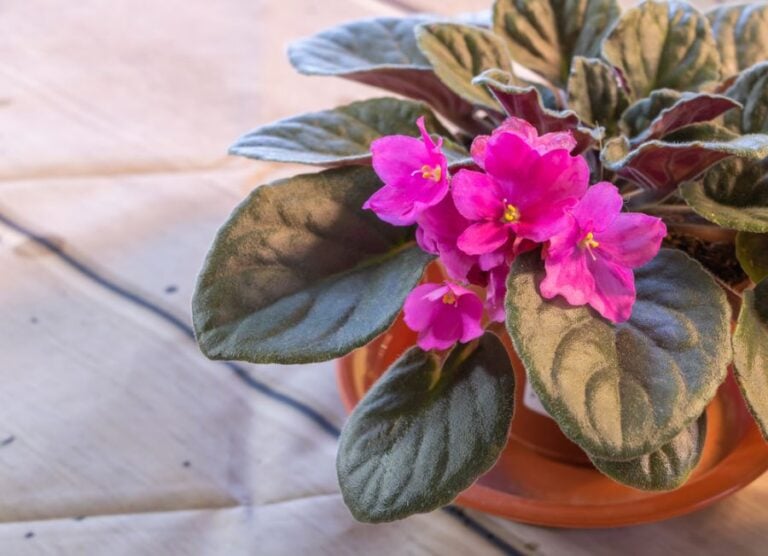 Beautiful Pink Flowers of an African Violet