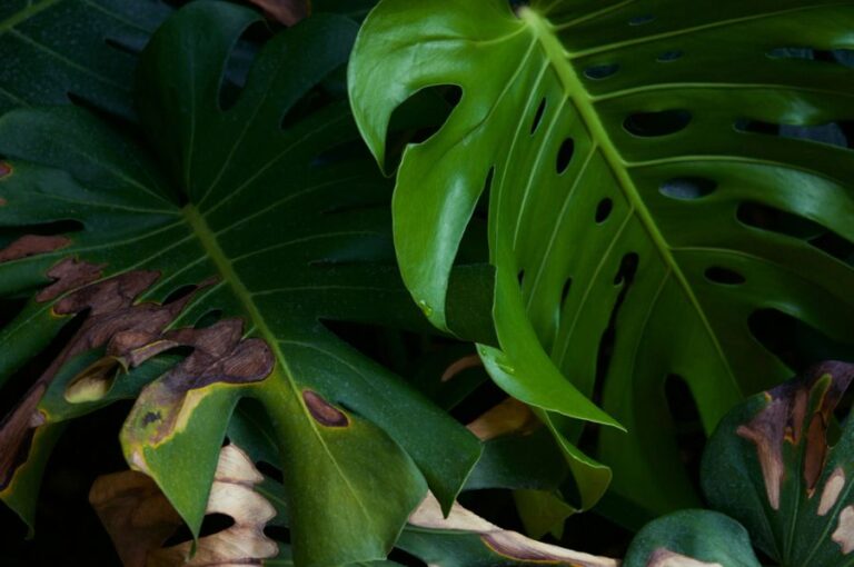 Black Brown Spots on a Monstera Leaf