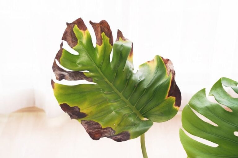 Brown and Yellow Crispy Leaves on a Monstera
