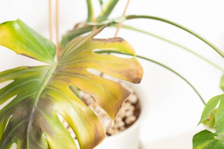 Brown and Yellow Leaf of a Dying Monstera