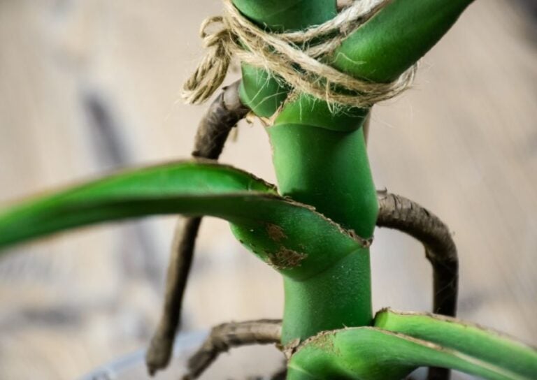 Closeup of the Stem and Nodes of a Monstera