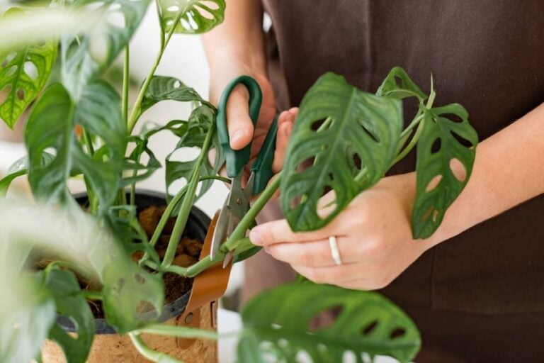 Cutting a Monstera With Gardening Shears