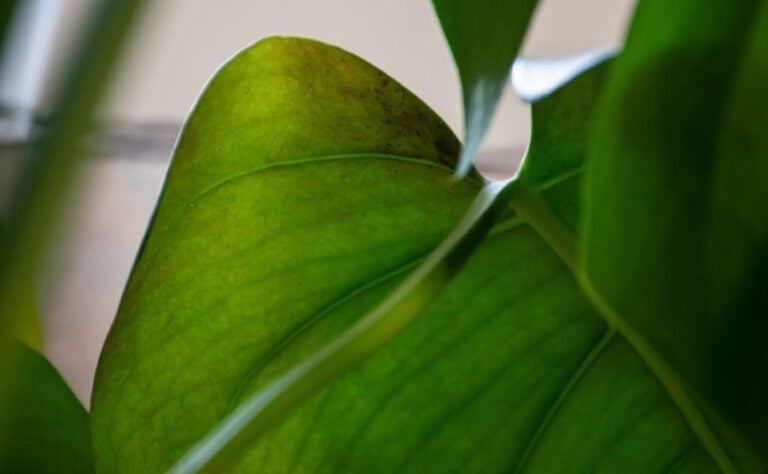 Damage Done to a Monstera Leaf by Thrips