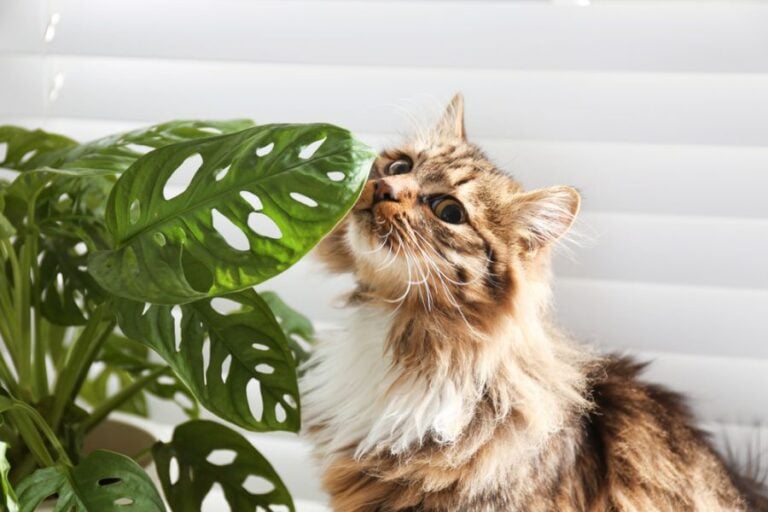 Fluffy Cat Sniffing a Leaf of a Monstera