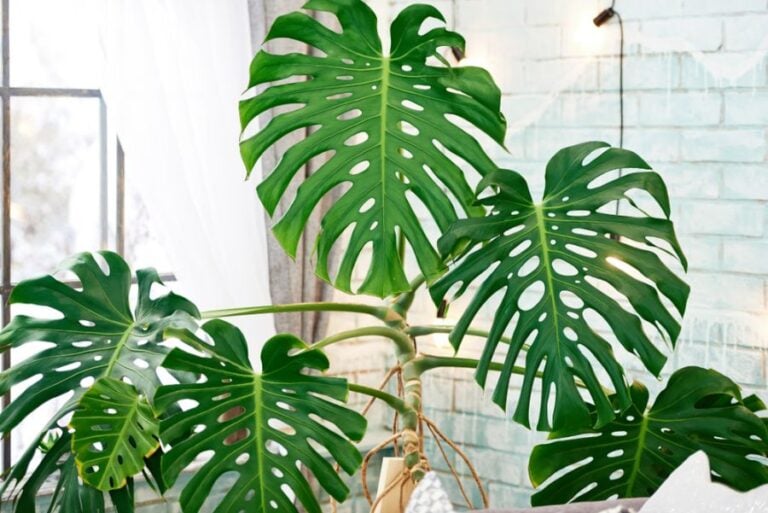 Large Leggy Monstera in Front of a Window