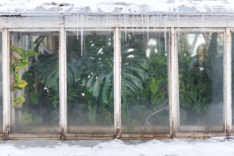 Monstera Among Other Plants in a Greenhouse With Snow and Ice Outside