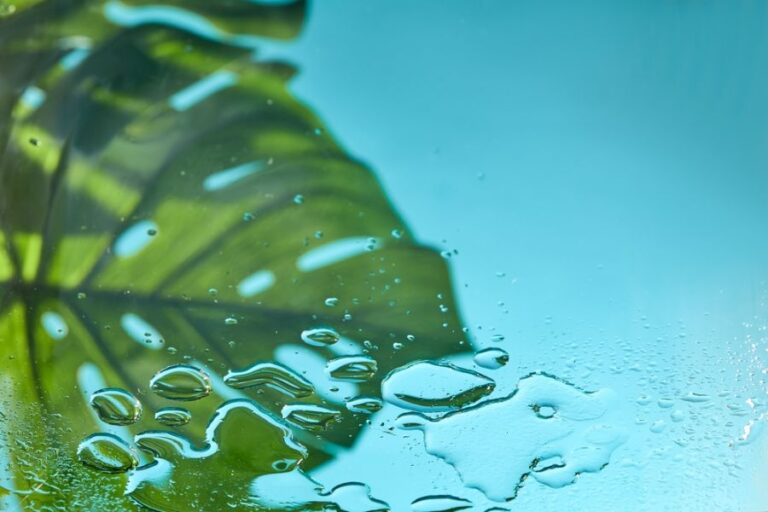 Monstera Leaf Dripping Water on Glass Table