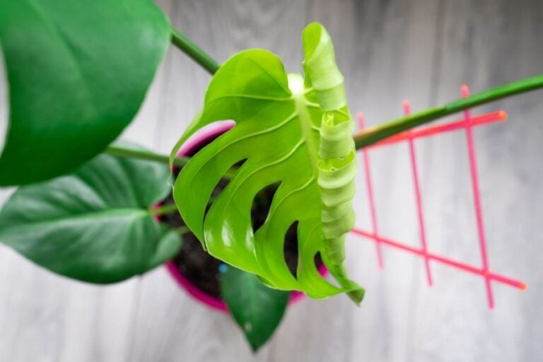 Monstera Unfurling Brand New Leaf