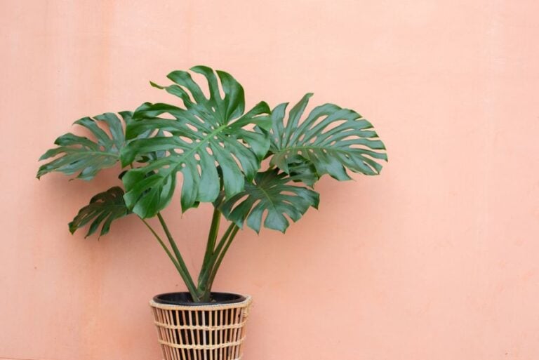 Monstera in a Wicker Pot Against a Coral Background