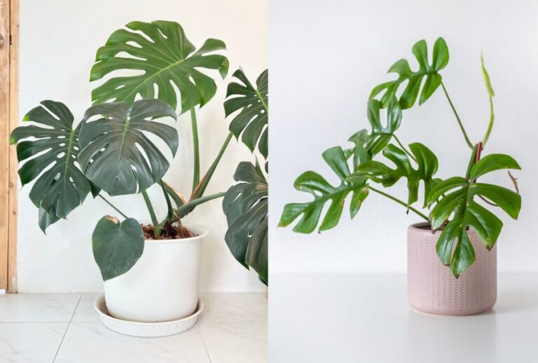Monstera vs Mini Monstera