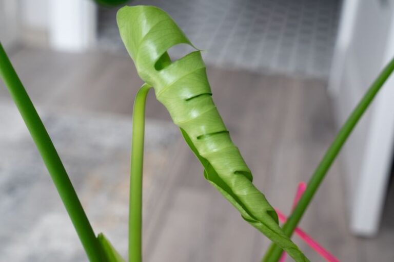New Monstera Leaf Waiting to Unfurl