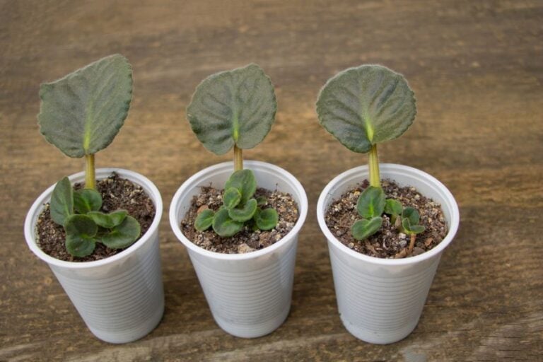 Propagating African Violets From Cuttings in Plastic Cups