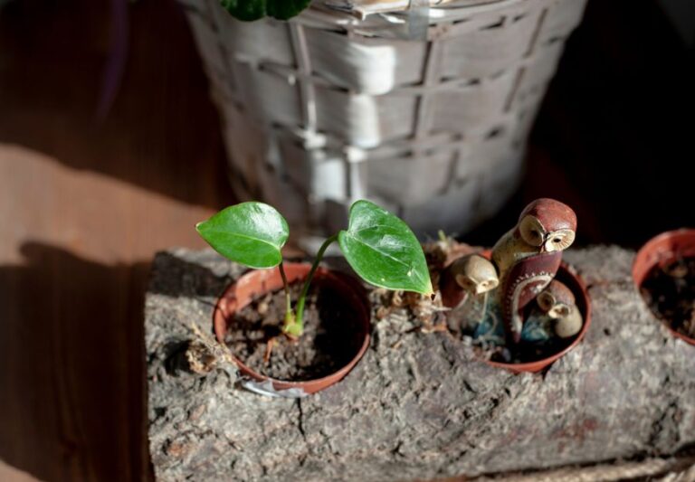 Propagating Anthurium in a Small Pot