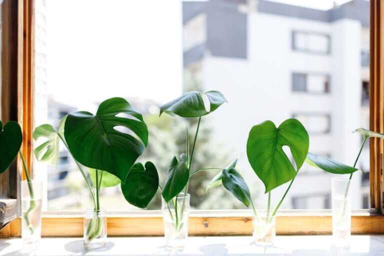 Propagating Monstera Cuttings in Glasses of Water