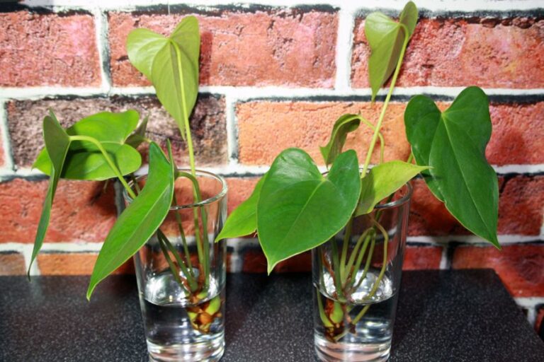 Young Anthuriums Rooting in Glasses of Water