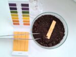 What Is the Best Type of Soil for Hoya Plants? - The Practical Planter