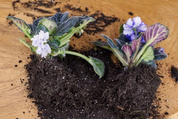What Is the Best Type of Soil for Hoya Plants? - The Practical Planter