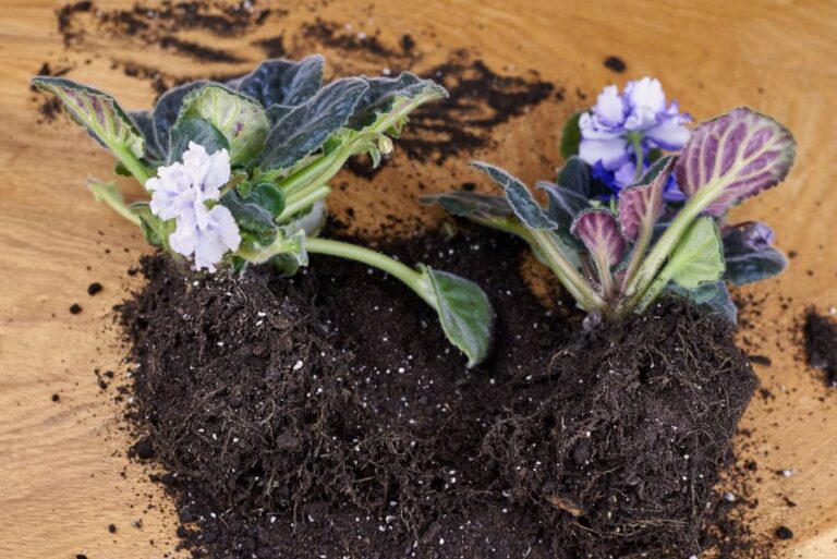 What Is the Best Type of Soil for Hoya Plants? - The Practical Planter