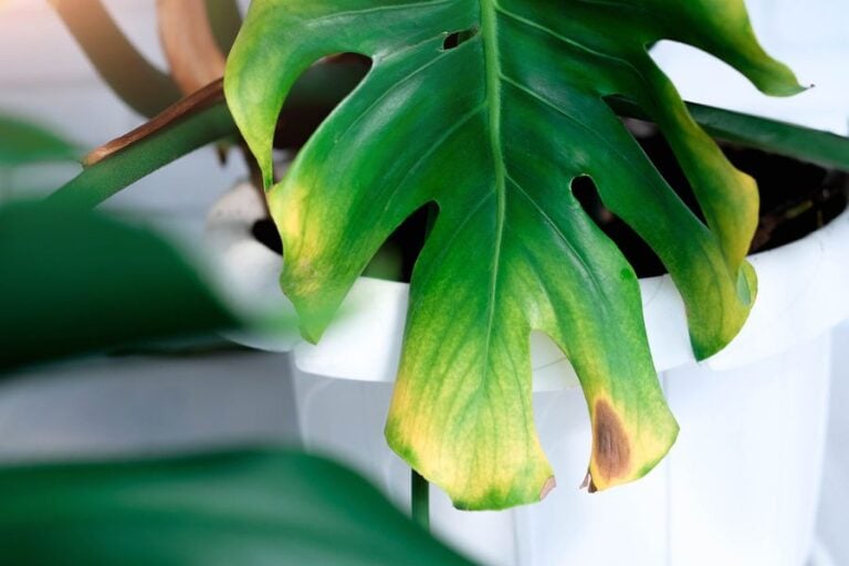 Closeup of a Brown Spot on a Monstera Leaf