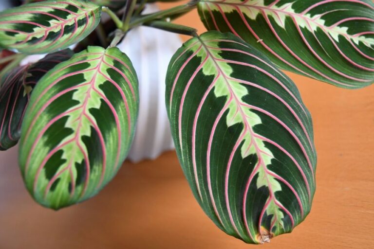 Closeup of the Beautiful Leaves of a Prayer Plant