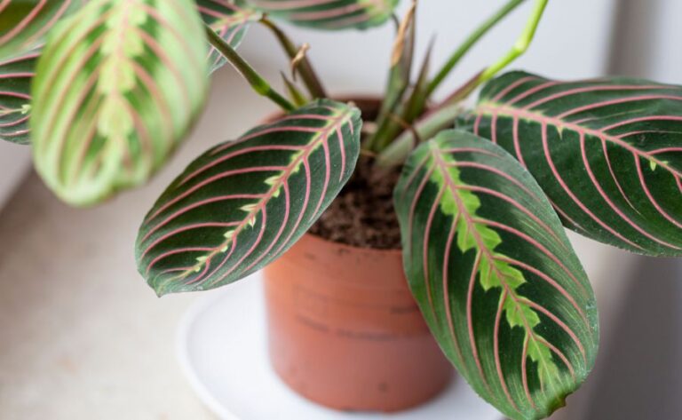 Closeup of the Leaves of a Prayer Plant