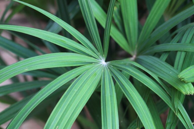 Closeup of the Leaves of a Raphis Excelsa