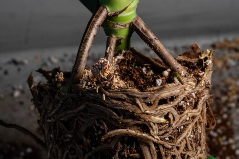 Closeup of the Root System on a Root Bound Monstera