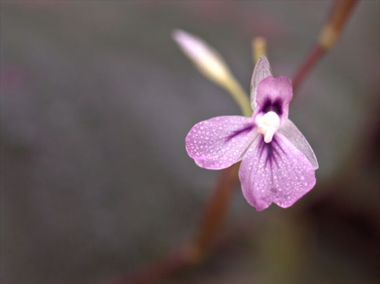 Closeup of the Small Flower of a Prayer Plant