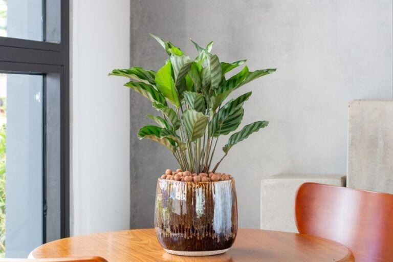 Healthy Calathea in a Glazed Pot on a Table