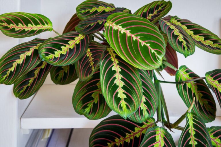 Healthy Prayer Plant on a White Shelf