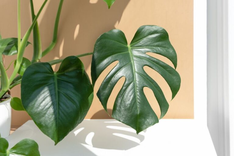 Heavy and Healthy Monstera Falling to the Side of Its Pot