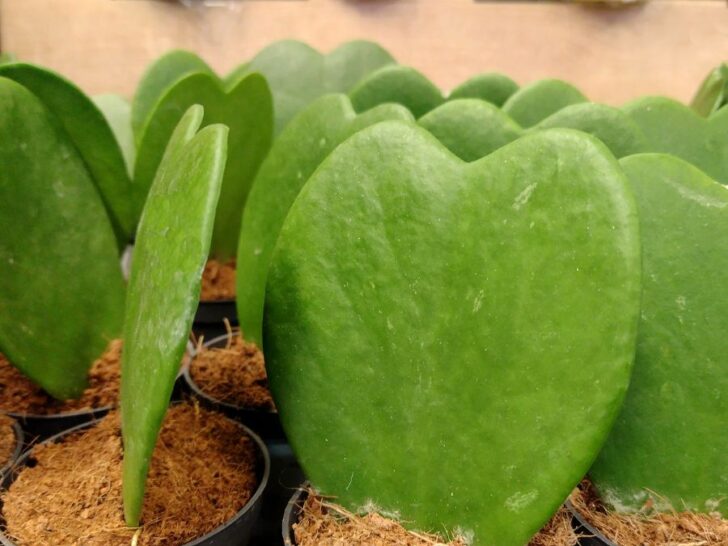 What Is the Best Type of Soil for Hoya Plants? - The Practical Planter
