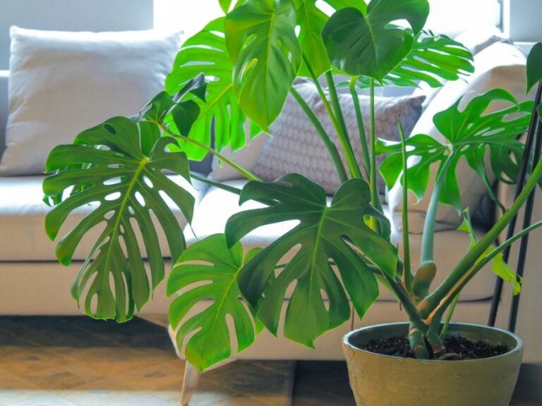 Large Healthy Monstera in a Living Room