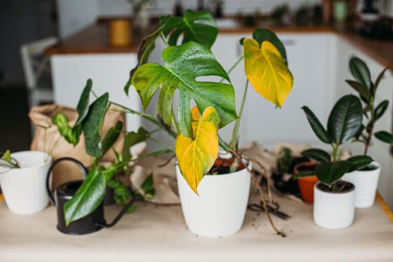 Monstera With Drooping and Yellowing Leaves