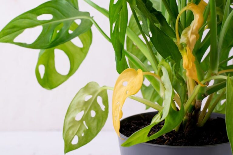 Monstera With Yellow Leaves and Possible Root Rot