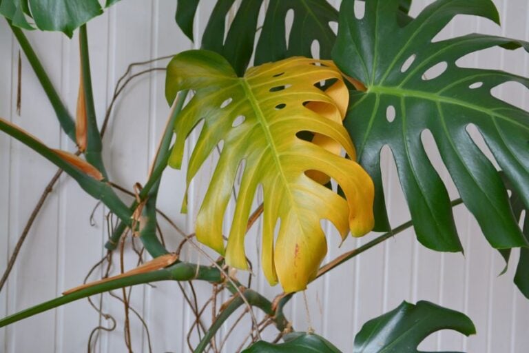 Monstera With a Very Yellowed Leaf