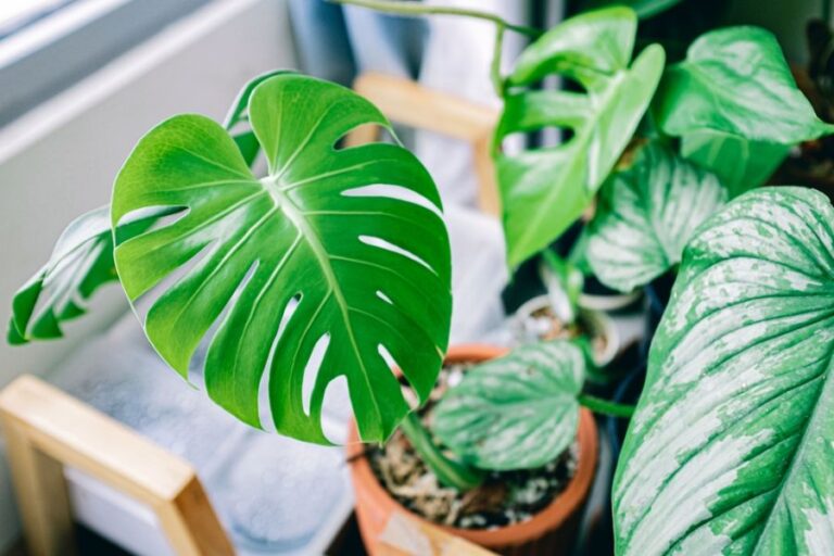Monstera in a Clay Pot in the Sun