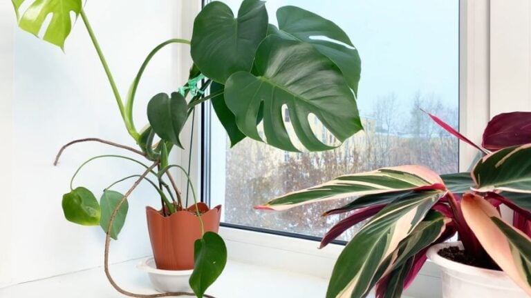 Monstera in a Window Growing to One Side of Its Pot