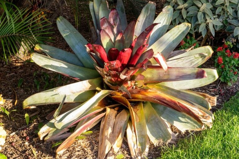 6 Possible Reasons Why Your Bromeliad Leaves Are Curling Inward - The