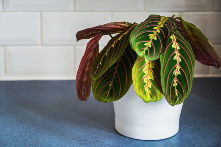 Prayer Plant in a White Pot on a Blue Counter