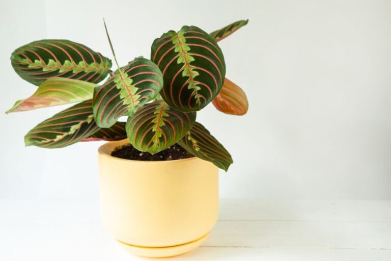 Prayer Plant in a Yellow Pot
