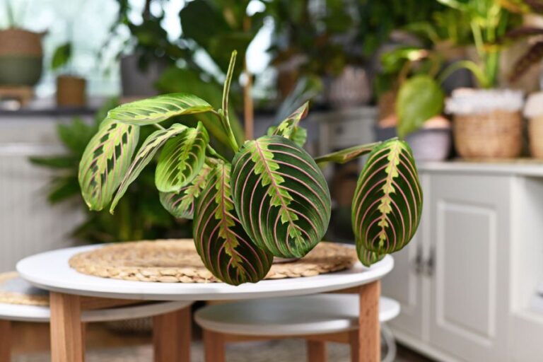 Prayer Plant in the Sun on a Table