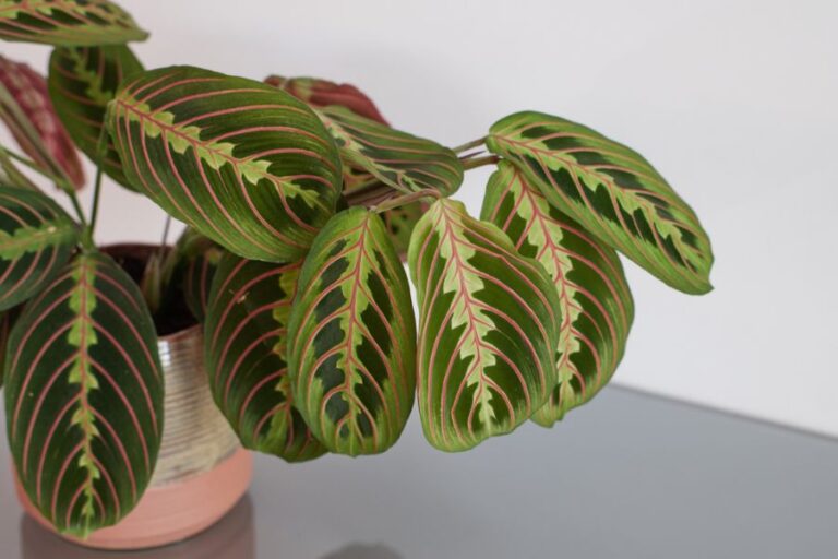 Prayer Plant on a Counter in a Decorative Pot